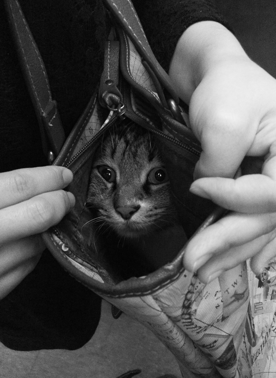 Cat being smuggled onto a fast train in Shanghai, China.