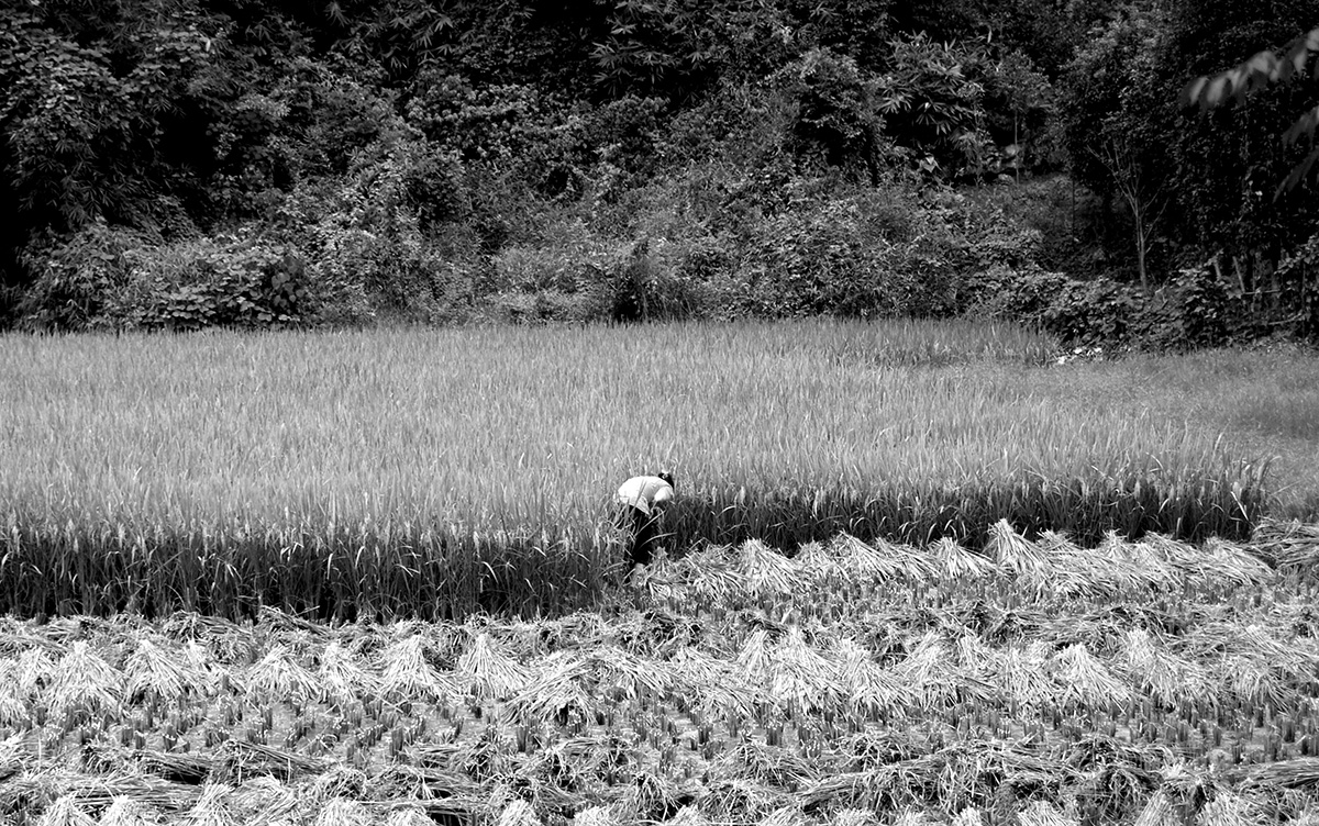 Paddy field in YangShuo, China.
