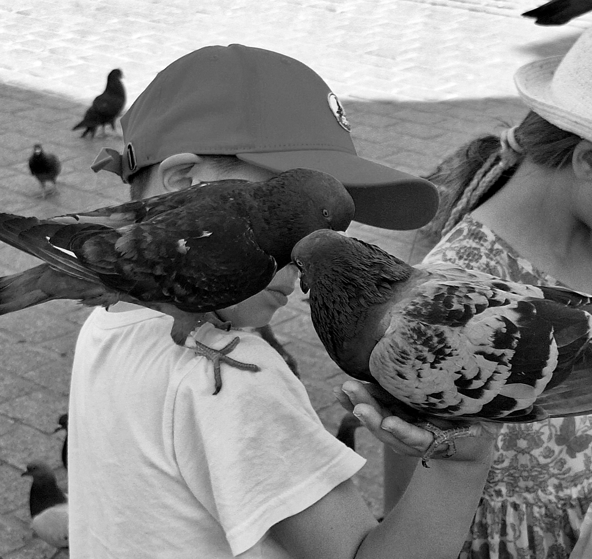 Pidgeon feeding on the Main Market Square in Cracow, Poland.